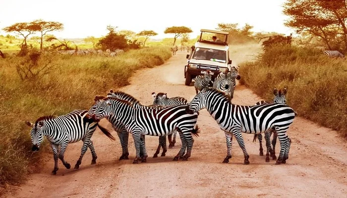 Best Tanzania safari packages