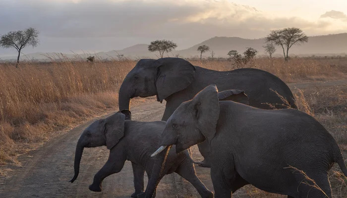 Private Tanzania safari