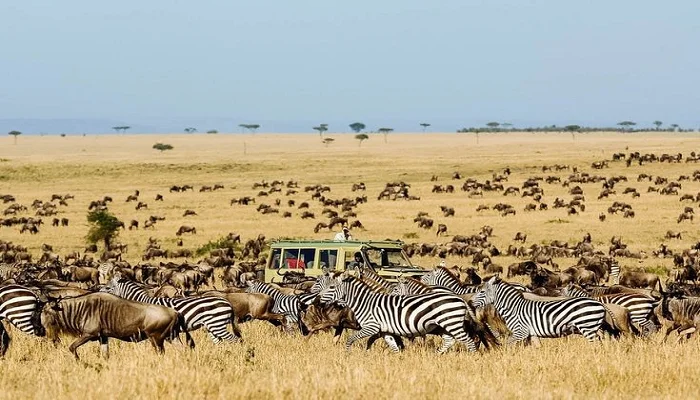Best Tanzania safari packages