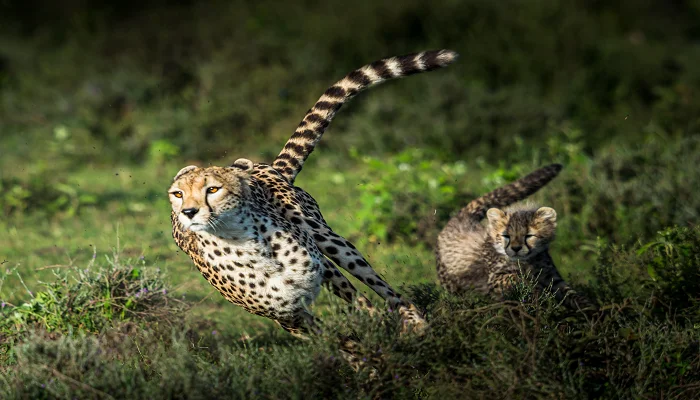 Private Tanzania safari