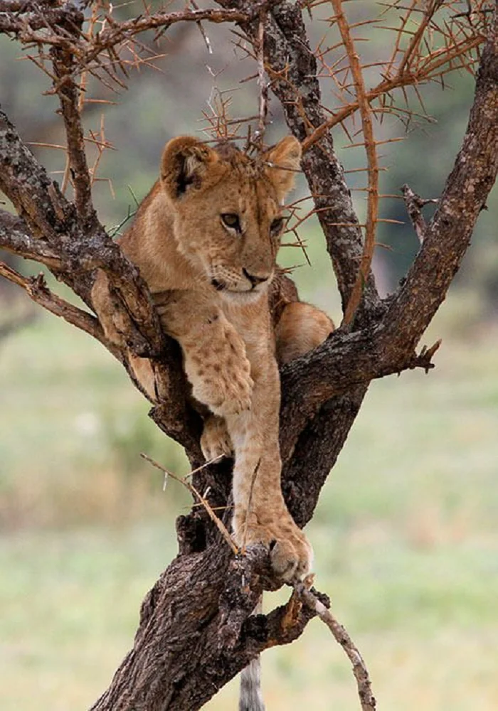 best tour company in Tanzania