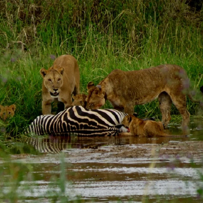 best tour company in Tanzania