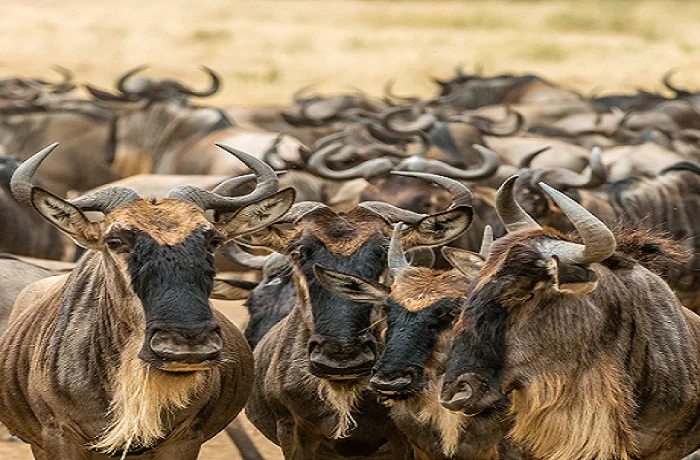 The Great Serengeti Migration safari