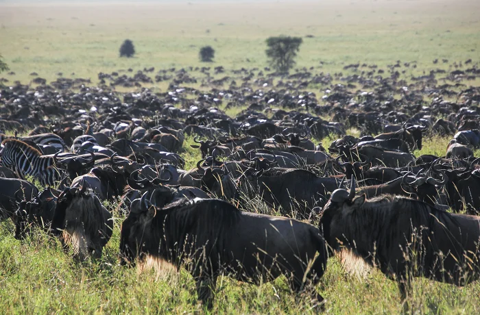 The Great Serengeti Migration safari