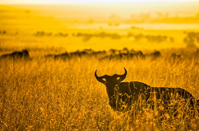 The Great Serengeti Migration safari