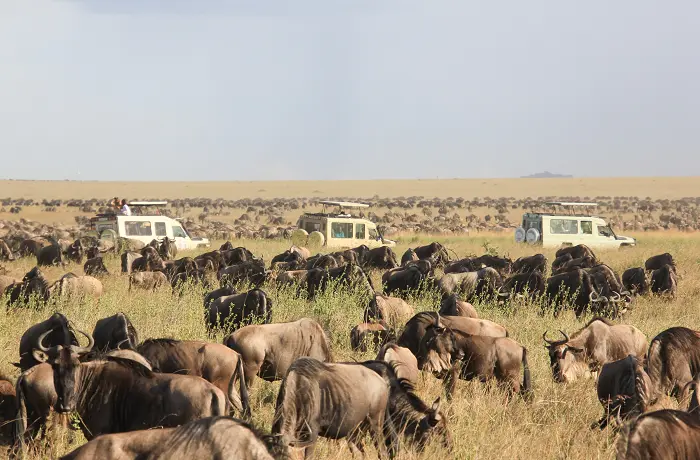 The Great Serengeti Migration safari