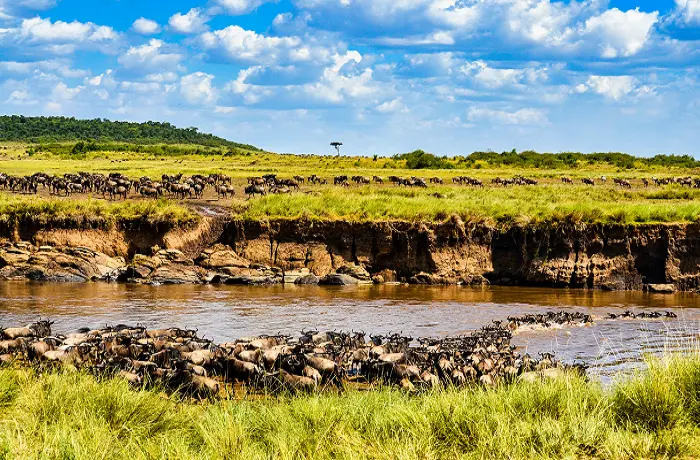 The Great Serengeti Migration safari
