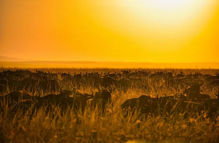 The Great Serengeti Migration safari